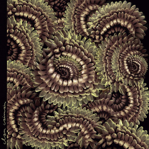 Pica-Pau (Woodpecker)