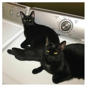 Sons Of (Turquoise Vinyl)